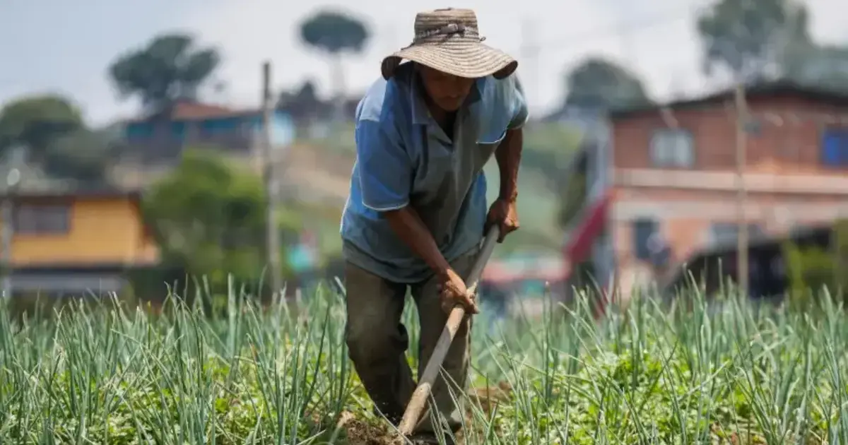 Cuando la tierra cambia de dueño sin venderse 2 Campesino colombiano trabajando la tierra en la finca El Manantial, símbolo de cómo la tierra cambia de dueño sin venderse debido a restricciones estatales.