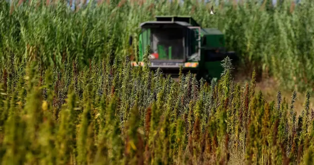 El Crédito Agropecuario ¡así sí! 2 Cosechadora avanza entre cultivos en una finca colombiana, reflejando cómo la tierra cambia de dueño sin venderse bajo regulaciones estatales.