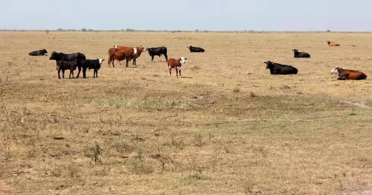 Exportaciones de carne: ¡Impactante! Error que alarga la tragedia 2 Ganadería argentina en campo seco con ganado bovino disperso en zona de pastoreo extensivo.