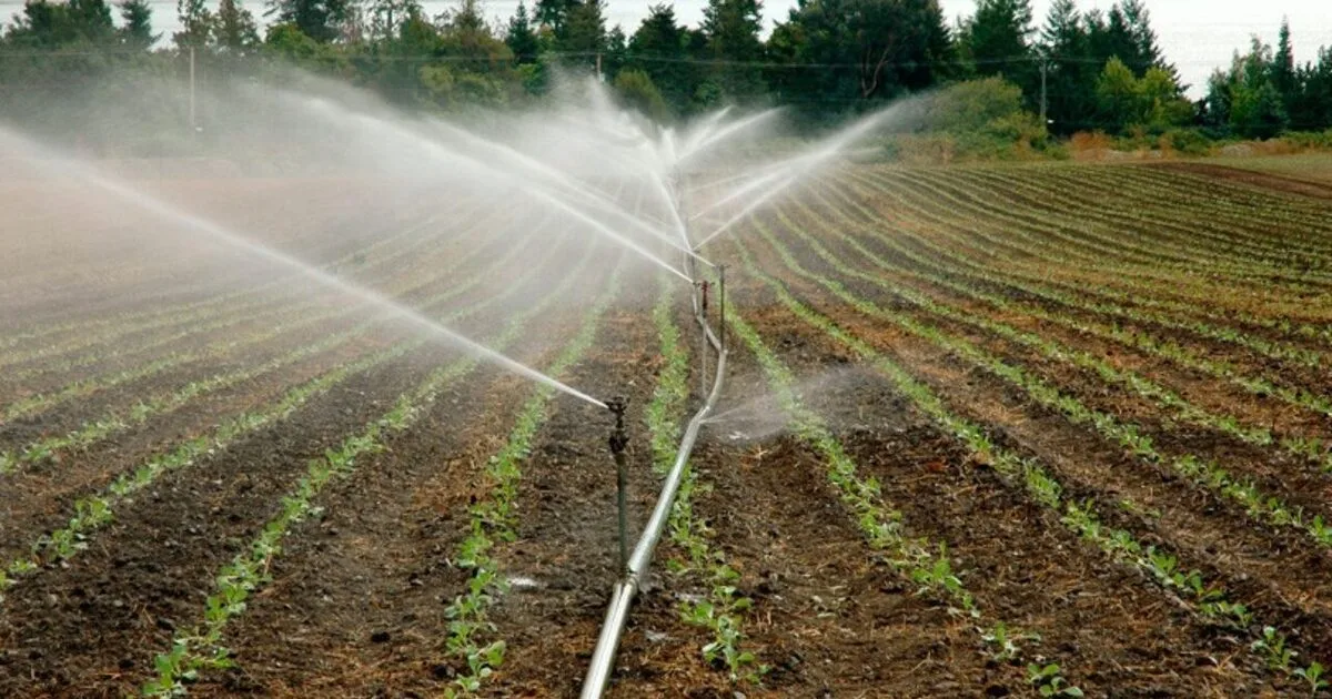 Con “A” de agua 2 Sistema de riego por aspersión en cultivo agrícola colombiano, ejemplo de manejo eficiente del agua y del enfoque de la agricultura con A de Agua para mejorar la productividad rural.